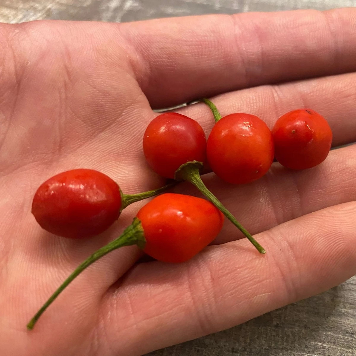 Chilli Aji Charapita Big Red - Capsicum chinense - semená chilli - 7 ks
