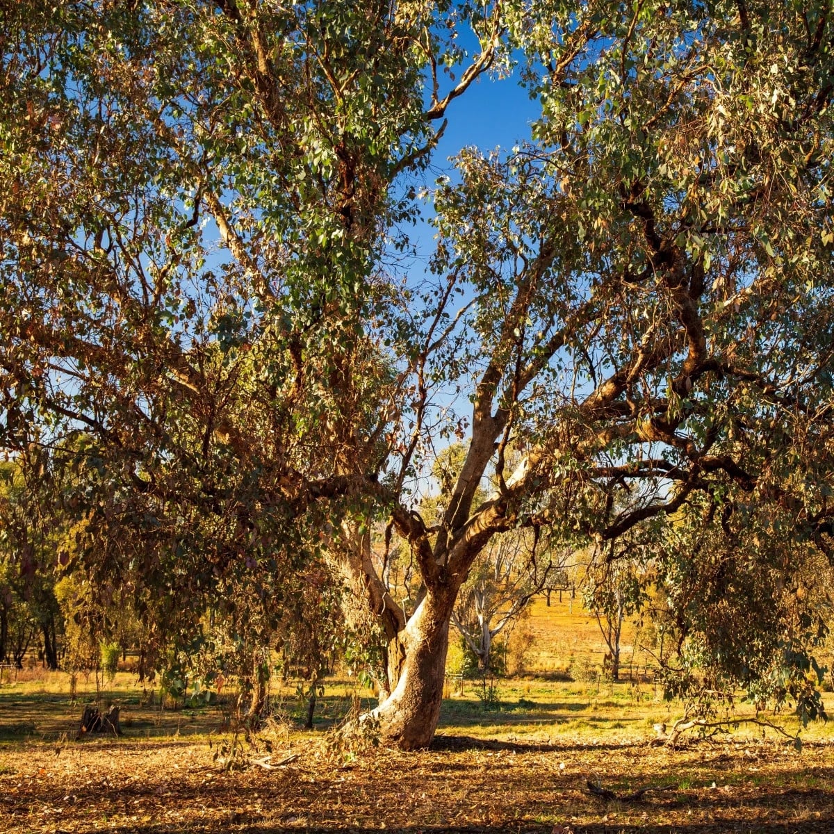 Eukalyptus riečny River Red Gum - Blahovičník - Eucalyptus camaldulensis - semená eukalyptu - 10 ks