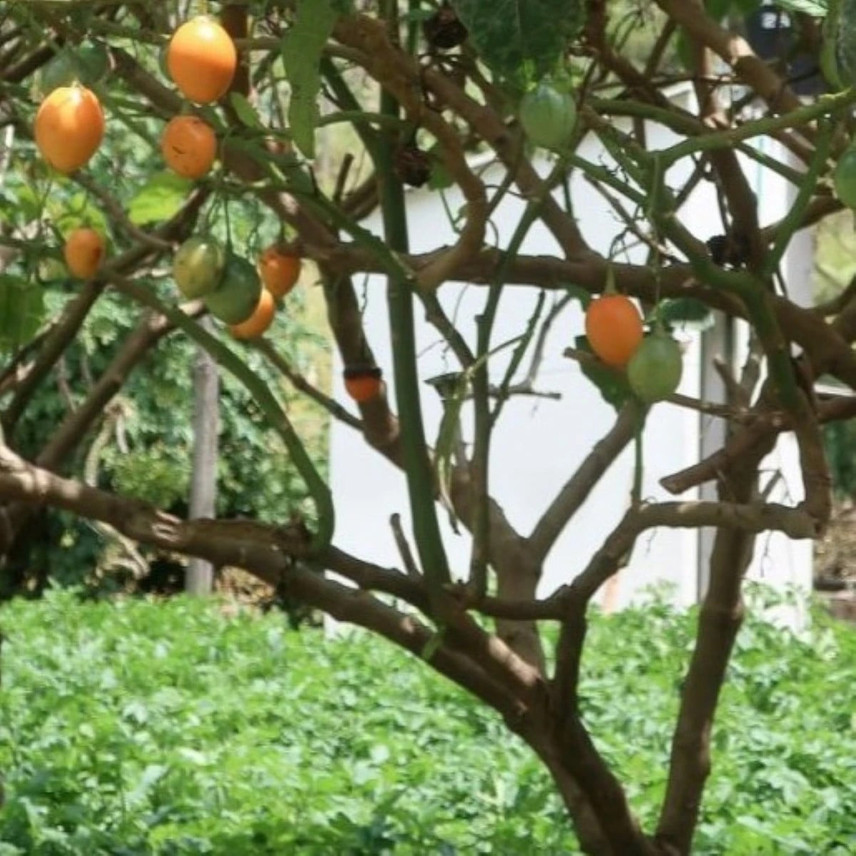 Paradajkový strom žltý Tamarillo - Cyphomandra betacea - semená paradajkového stromu - 5 ks