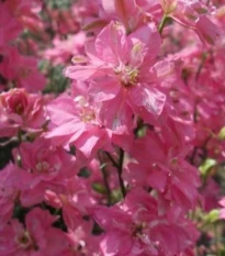 Ostrôžka poľná ružová - Consolida regalis - semená ostrôžky - 100 ks