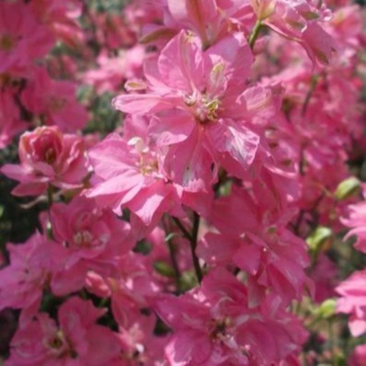 Ostrôžka poľná ružová - Consolida regalis - semená ostrôžky - 100 ks