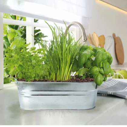 Buzzy - Okenná minizáhradka Kuchynské bylinky - Pieterpik - 1 ks