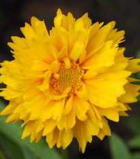 Krásnoočko veľkokveté Presto - Coreopsis grandiflora - semená krásnoočky - 20 ks