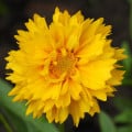 Krásnoočko veľkokveté Presto - Coreopsis grandiflora - semená krásnoočky - 20 ks