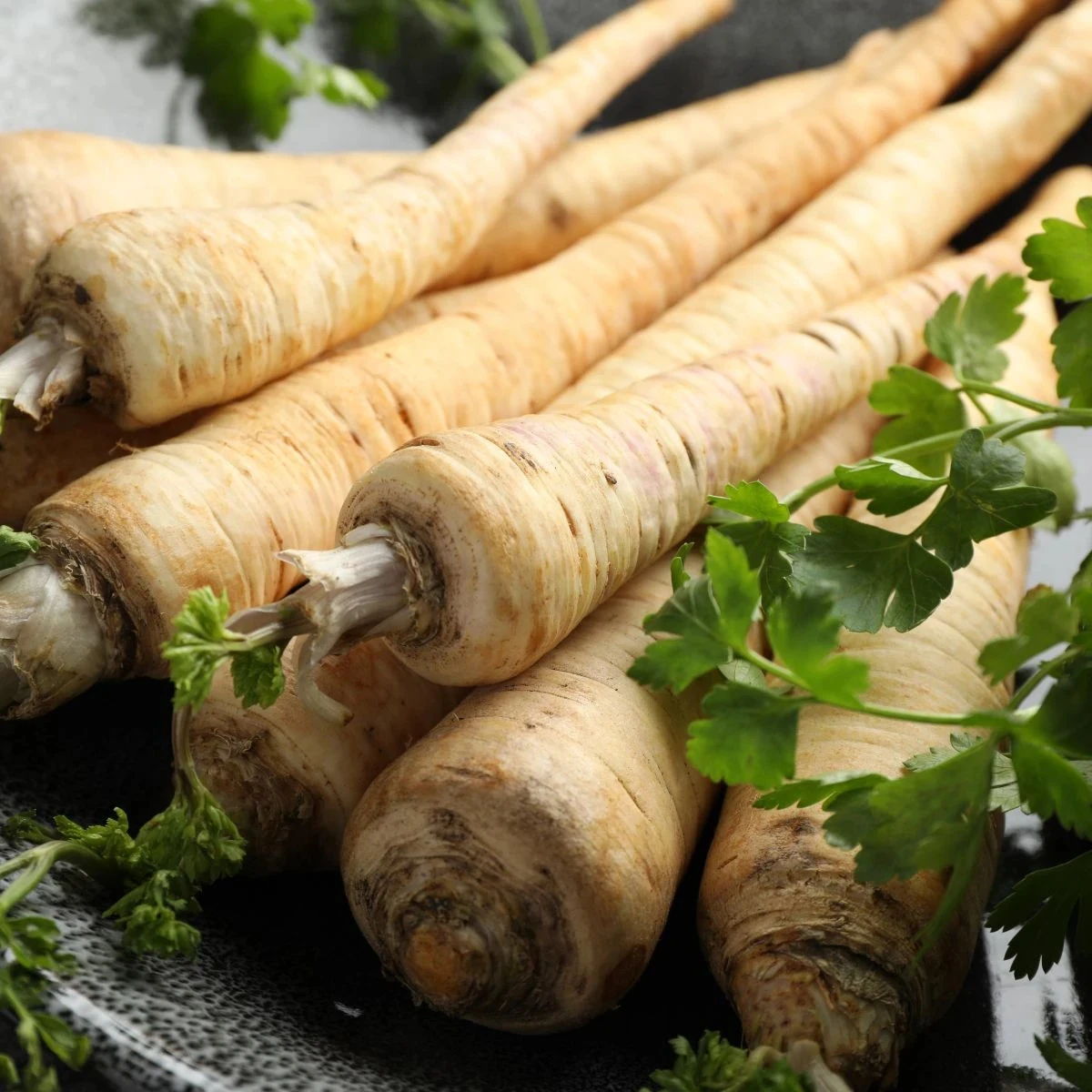 Petržlen koreňový Halblange Eagle – pestovanie koreňovej zeleniny