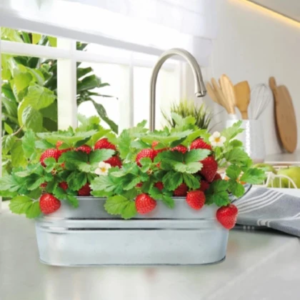 Buzzy - Okenná minizáhradka na pestovanie jahôd - Pieterpik - 1 ks