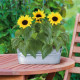 Buzzy - Okenná minizáhradka Slnečnica - Pieterpik - 1 ks