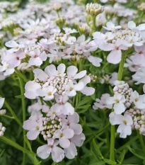 Iberka okoličnatá Rose Cardinal - Iberis umbellata - semená iberky - 100 ks