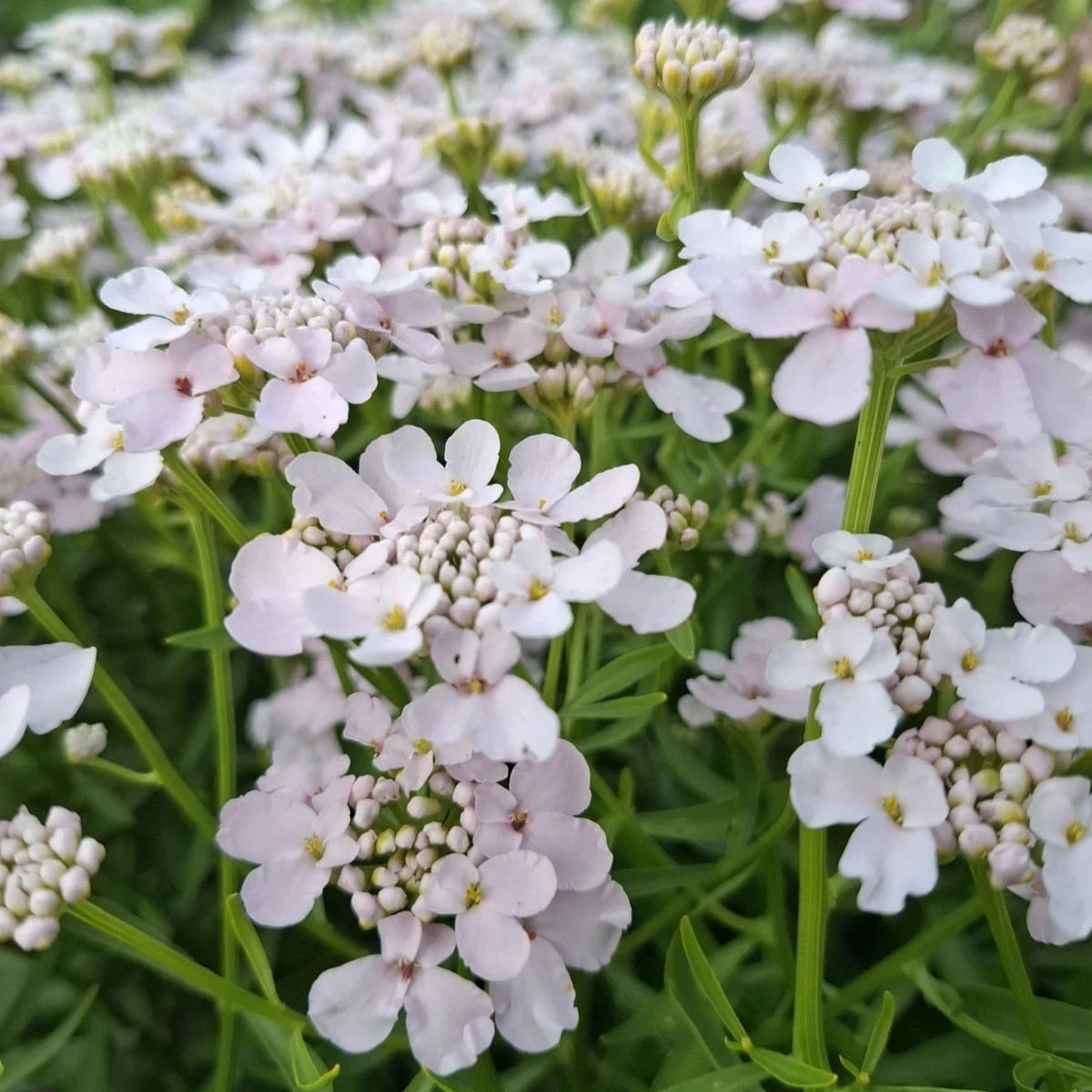 Iberka okoličnatá Rose Cardinal - Iberis umbellata - semená iberky - 100 ks