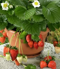 Jahody stáleplodiace Beltran F1 - Fragaria ananassa - semená jahody - 10 ks