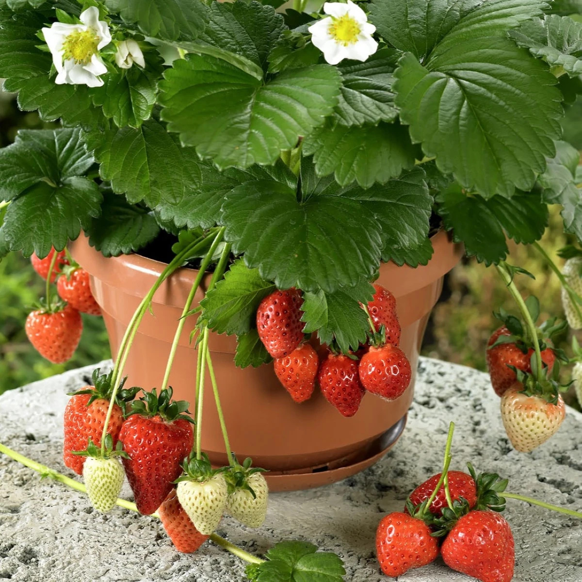 Jahody stáleplodiace Beltran F1 - Fragaria ananassa - semená jahody - 10 ks