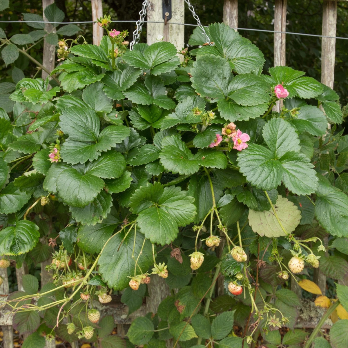Jahody stáleplodiace Frisan F1 - Fragaria ananassa - semená jahôd - 10 ks