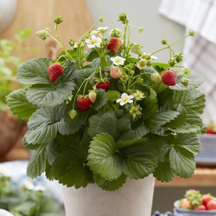 Jahody stáleplodiace Lizzy F1 - Fragaria ananassa - semená jahôd - 10 ks