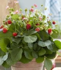 Jahody stáleplodiace Queeny F1 - Fragaria ananassa - semená jahôd - 10 ks