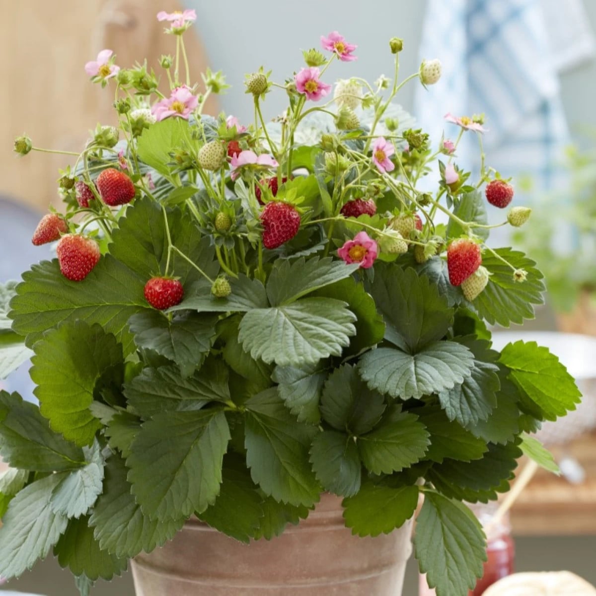 Jahody stáleplodiace Queeny F1 - Fragaria ananassa - semená jahôd - 10 ks