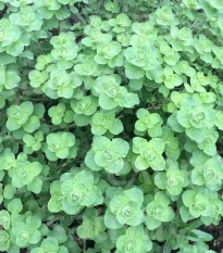 BIO Libanonské oregano Babilye - Origanum vulgare - bio semená oregana - 30 ks