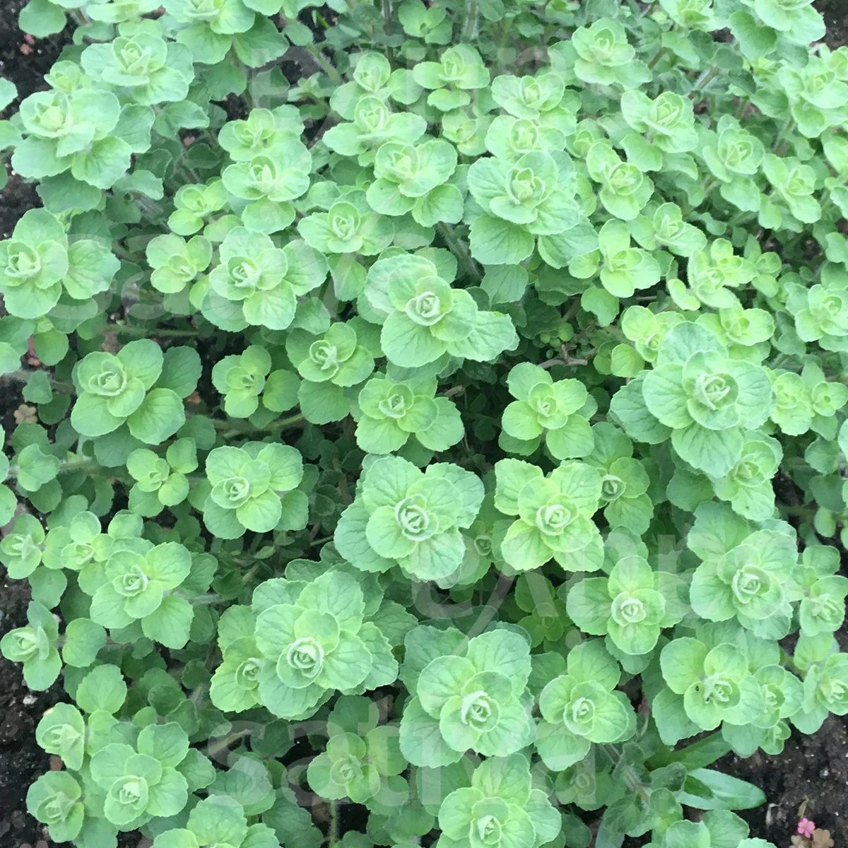 BIO Libanonské oregano Babilye - Origanum vulgare - bio semená oregana - 30 ks