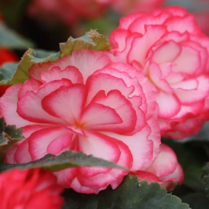 Begónia Pink Balcony - Begonia tuberhybrida - hľuzy begónie - 2 ks
