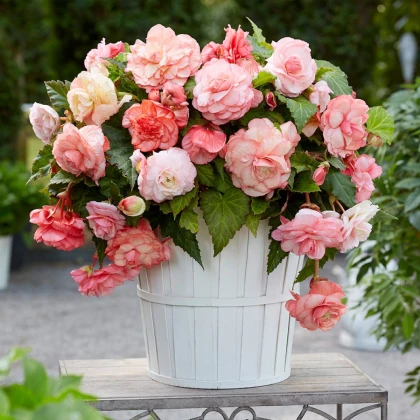 Begónia Flamenca - Begonia splendide - hľuzy begónie - 2 ks