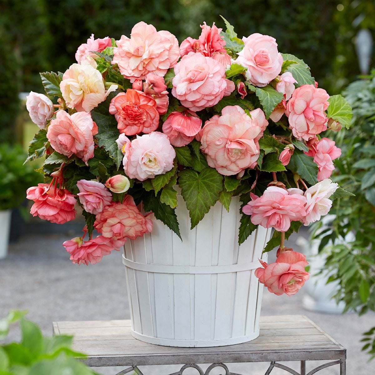 Begónia Flamenca - Begonia splendide - hľuzy begónie - 2 ks