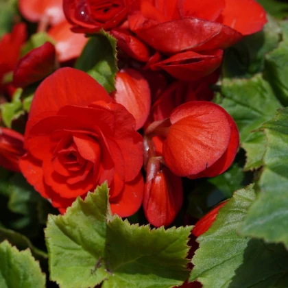Begónia Nonstop červená - Begonia tuberhybrida - hľuzy begónie - 2 ks
