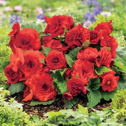 Begónia Nonstop červená - Begonia tuberhybrida - hľuzy begónie - 2 ks