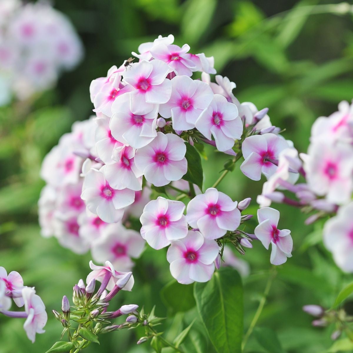 Plamienka Graf Zeppelin - Phlox - voľnokorenné sadenice plamienky - 1 ks