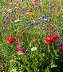 Farebný akord - semená Čierny Biopro - letničková zmes - 20 g