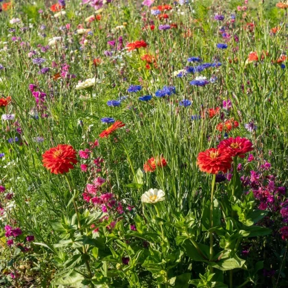 Farebný akord - semená Čierny Biopro - letničková zmes - 20 g