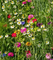 Harmančekové leto - semená Čierny Biopro - letničková zmes - 20 g