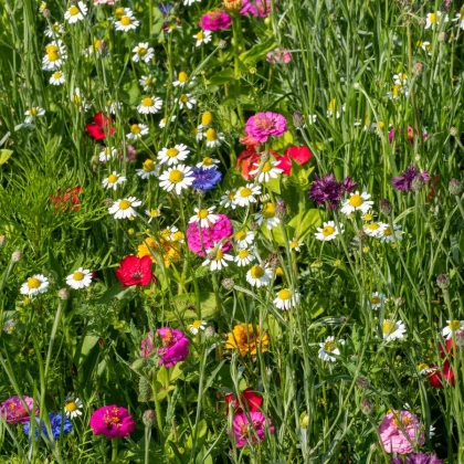 Harmančekové leto - semená Čierny Biopro - letničková zmes - 20 g