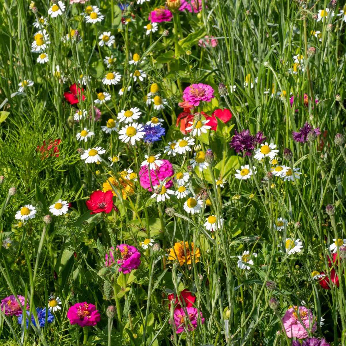Harmančekové leto - semená Čierny Biopro - letničková zmes - 20 g