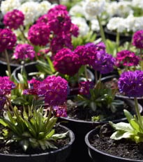 Prvosienka zúbkatá - zmes farieb - Primula denticulata - semená prvosienky - 20 ks