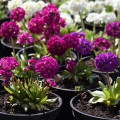 Prvosienka zúbkatá - zmes farieb - Primula denticulata - semená prvosienky - 20 ks