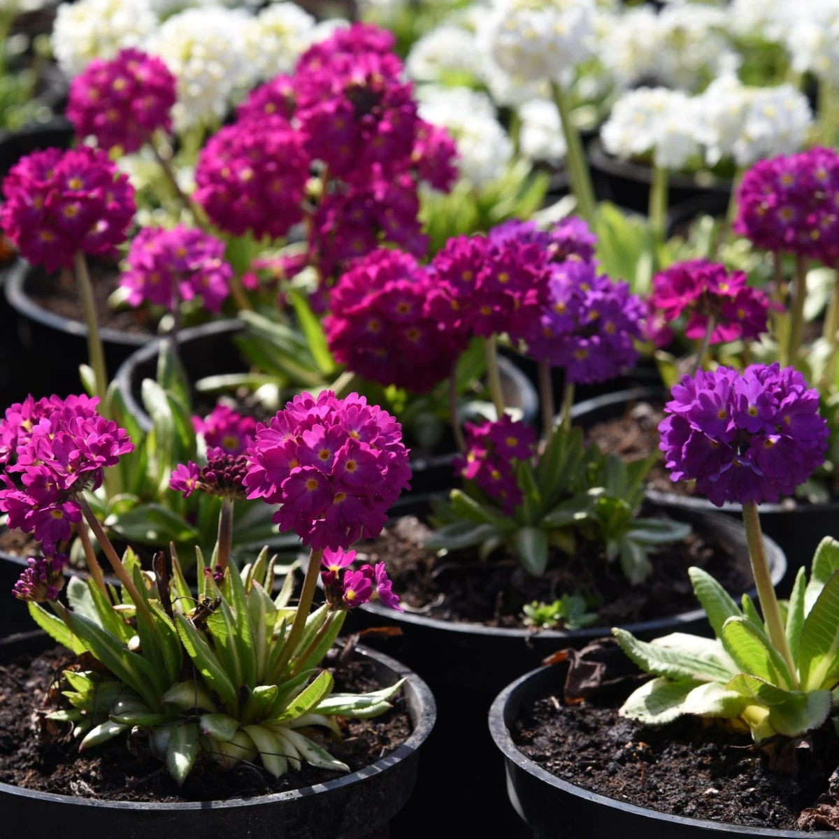 Prvosienka zúbkatá - zmes farieb - Primula denticulata - semená prvosienky - 20 ks