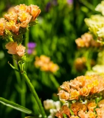 Limonka chobotnatá QIS Apricot - Limonium sinuatum - semená limonky - 30 ks