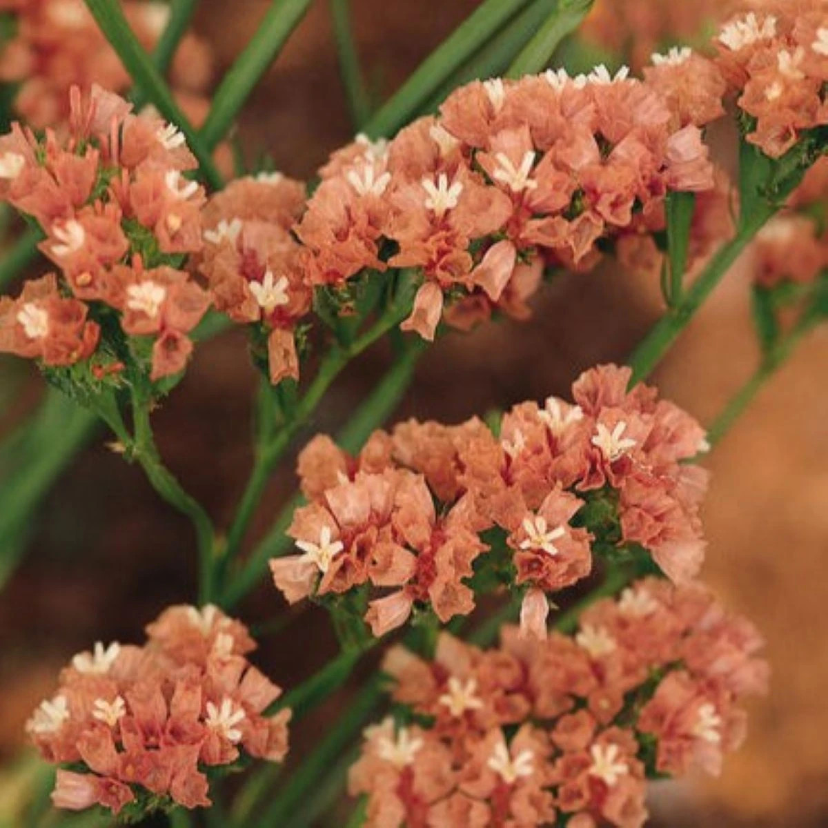 Limonka chobotnatá QIS Apricot - Limonium sinuatum - semená limonky - 30 ks