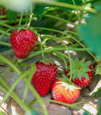 Jahoda Senga - Fragaria ananassa - voľnokorenné sadenice jahôd - 3 ks