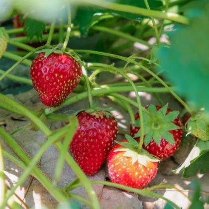 Jahoda Senga - Fragaria ananassa - voľnokorenné sadenice jahôd - 3 ks
