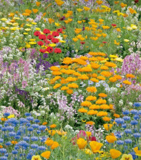 Kvetinová zmes - Nízke letné kvety - semená Kiepenkerl - 1 ks