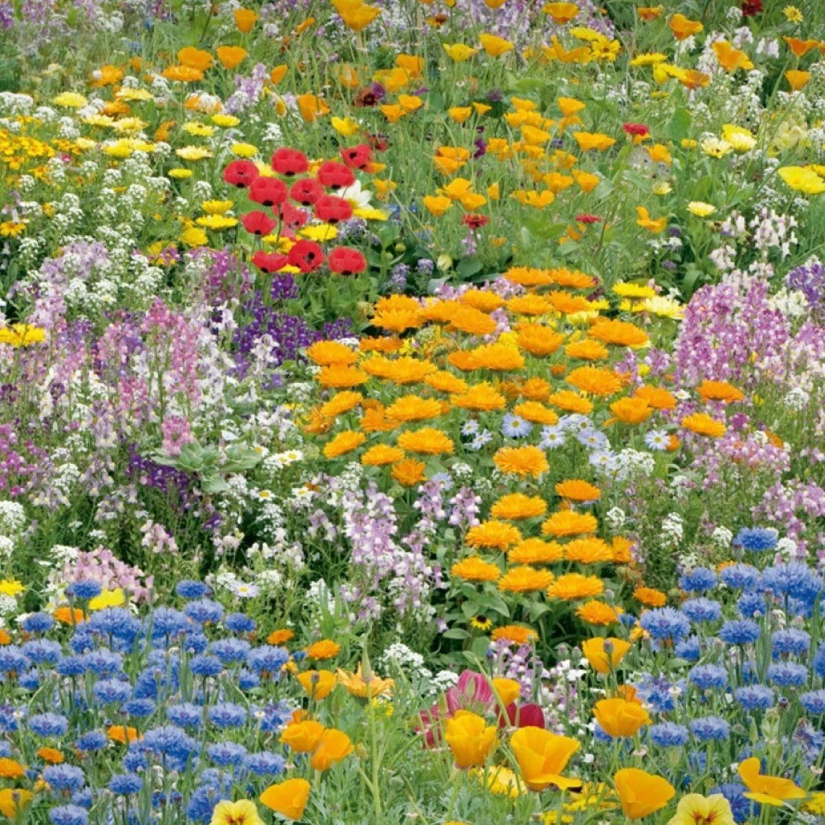 Kvetinová zmes - Nízke letné kvety - semená Kiepenkerl - 1 ks