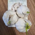 Sadbový cesnak Flavor - Allium sativum - nepaličák - cibuľa cesnaku - 3 ks