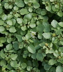 BIO Potočnica lekárska - Nasturtium officinale - semená potočnica - 100 ks
