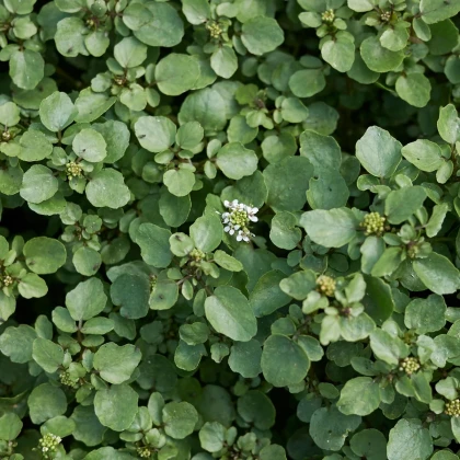 BIO Potočnica lekárska - Nasturtium officinale - semená potočnica - 100 ks