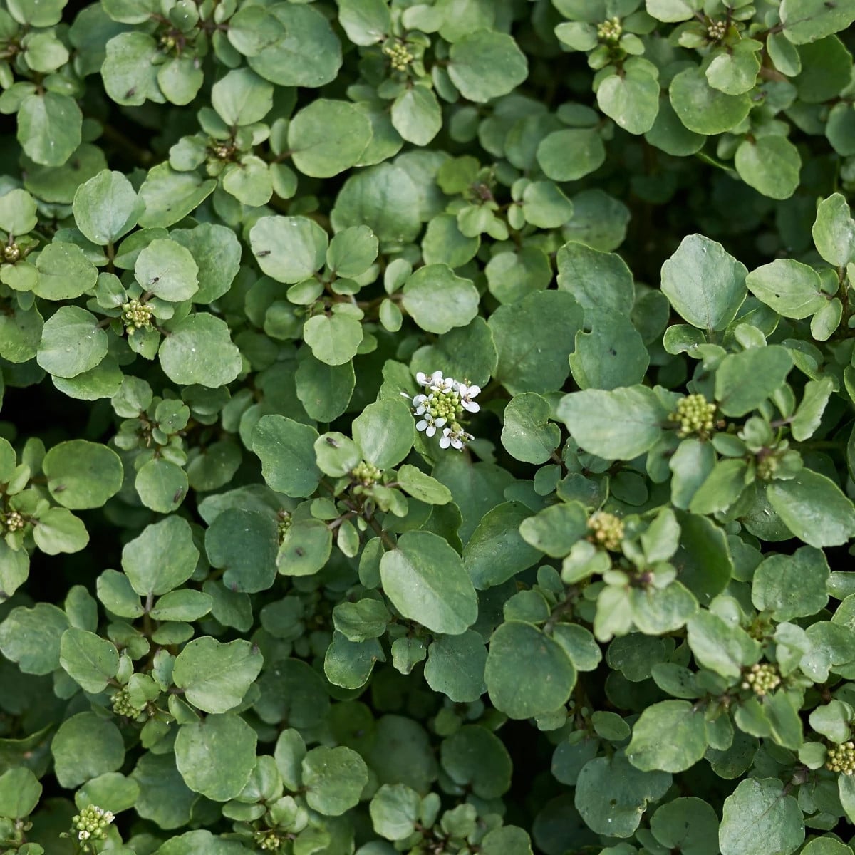 BIO Potočnica lekárska - Nasturtium officinale - semená potočnica - 100 ks