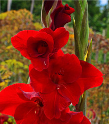Mečík červený - Gladiolus Nanus Mirela - gladioly - cibuľoviny - 3 ks