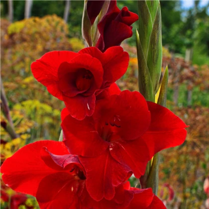 Gladiola červená - Gladiolus Nanus Mirela - gladioly - hľuzy gladioly - 3 ks