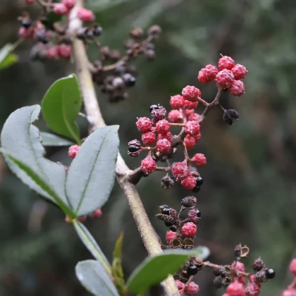 Sečuánske korenie - Zanthoxylum armatum - semená korenia - 5 ks