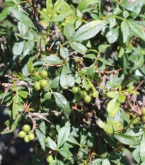 Sečuánske korenie - Zanthoxylum armatum - semená korenia - 5 ks