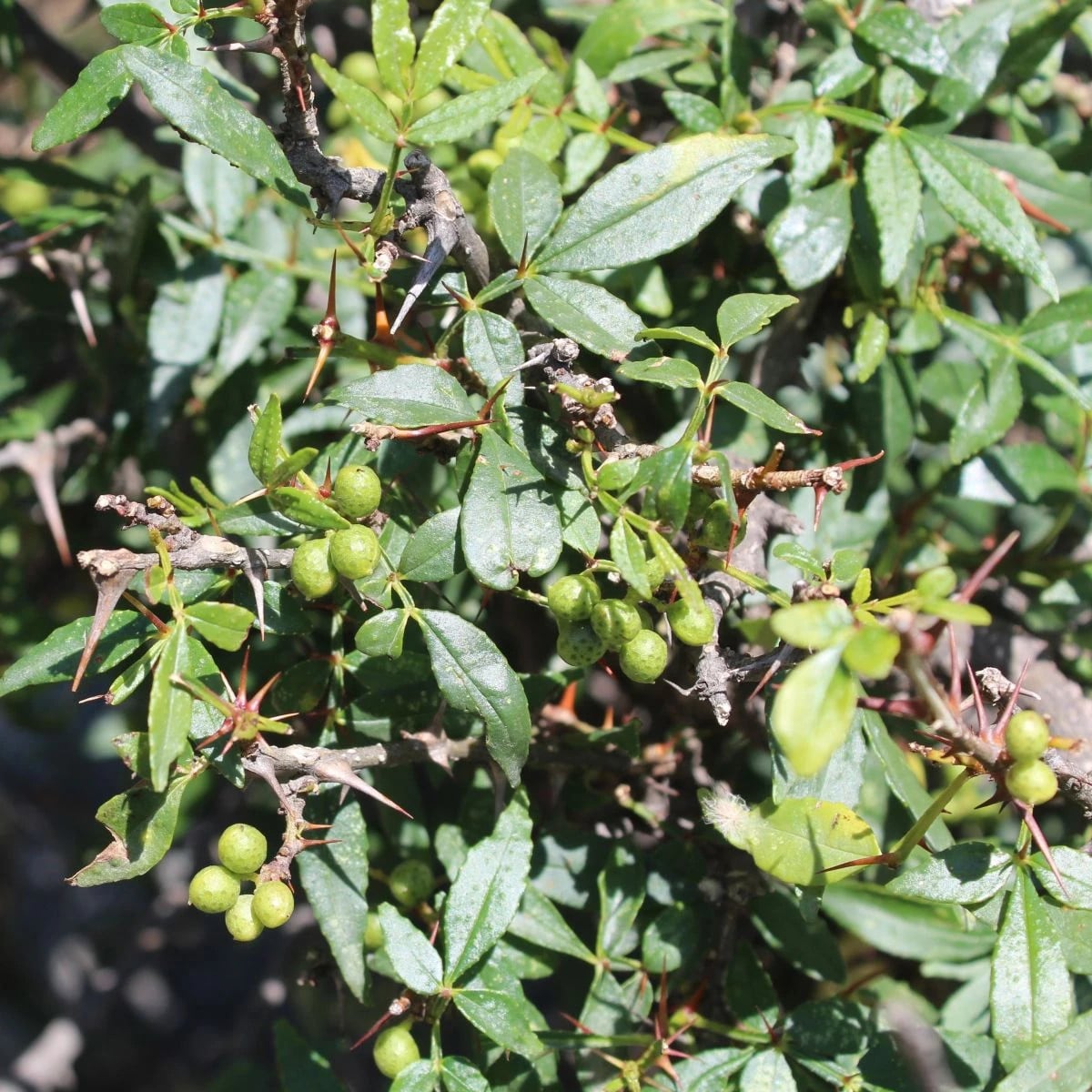 Sečuánske korenie - Zanthoxylum armatum - semená korenia - 5 ks